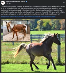 Size: 729x803 | Tagged: safe, unofficial characters only, earth pony, horse, pony, community related, days end farm horse rescue, female, filly, happy, irl, irl horse, meadow, meta, photo, solo, twitter, verity