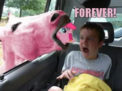Size: 430x322 | Tagged: safe, derpibooru import, pinkie pie, horse, human, pony, caption, forever, irl, irl horse, nightmare fuel, open mouth, photo, ponies in real life, wat, wide eyes