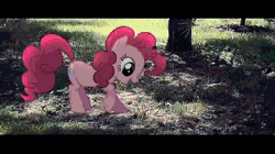 Size: 300x168 | Tagged: safe, artist:oppositebros, derpibooru import, pinkie pie, earth pony, pony, animated, behaving like a dog, cute, diapinkes, digging, grass, ground, irl, photo, ponies in real life, puppy pie, scratching