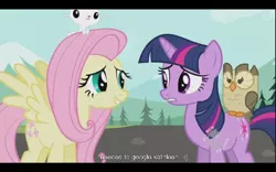 Size: 640x400 | Tagged: safe, derpibooru import, screencap, angel bunny, fluttershy, owlowiscious, twilight sparkle, google, youtube caption