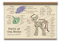 Size: 900x643 | Tagged: safe, artist:catspaw-dtp-services, derpibooru import, oc, unofficial characters only, alicorn, earth pony, pony, anatomy, anatomy chart, chart, poster, smiling