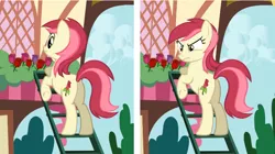 Size: 840x470 | Tagged: artist:jan, dead source, derpibooru import, picture perfect pony, plot, rose, roseluck, safe