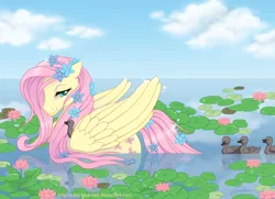 Size: 900x653 | Tagged: artist:baby-blue-bell, dead source, derpibooru import, duck, duckling, fluttershy, pond, safe, swimming, water