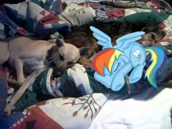 Size: 900x675 | Tagged: safe, artist:skunkwaffle, derpibooru import, rainbow dash, dog, pony, cute, irl, photo, ponies in real life, sleeping