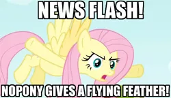 Size: 500x288 | Tagged: derpibooru import, fluttershy, flying feather, image macro, none given, safe