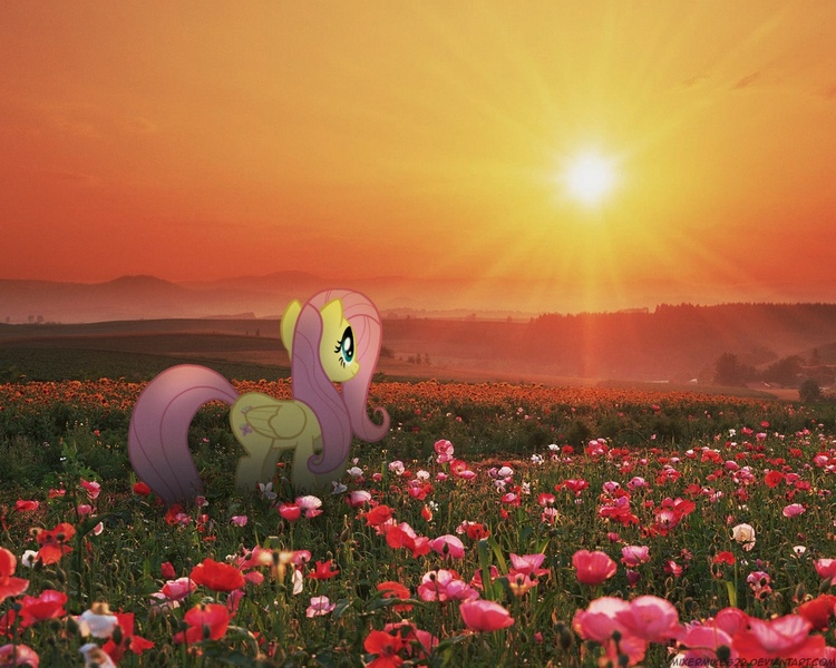 Size: 1280x1024 | Tagged: safe, artist:mixermike622, derpibooru import, fluttershy, pony, field, flower, irl, photo, ponies in real life, sunset, vector