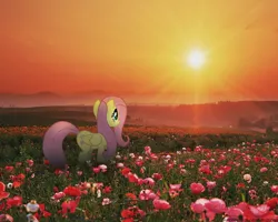 Size: 1280x1024 | Tagged: safe, artist:mixermike622, derpibooru import, fluttershy, pony, field, flower, irl, photo, ponies in real life, sunset, vector