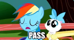 Size: 620x337 | Tagged: caption, cat, derpibooru import, image macro, meme, mitsy, puddy tat, rainbow dash, safe