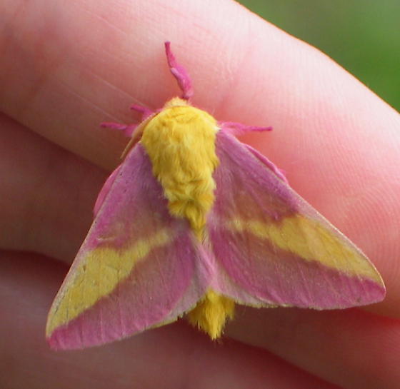 Size: 560x545 | Tagged: animal, barely pony related, derpibooru import, fluttermoth, fluttershy, insect, irl, moth, photo, ponies in real life, rosy maple moth, safe, shutterfly, solo, species swap