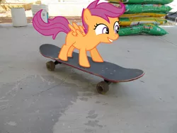 Size: 900x675 | Tagged: safe, artist:kirbyboy1, derpibooru import, scootaloo, pegasus, pony, female, filly, irl, photo, ponies in real life, skateboard, skaterloo, solo, vector