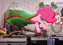 Size: 360x257 | Tagged: safe, derpibooru import, pinkie pie, earth pony, pony, audrey 2, carnivorous plant, female, fetish, head first, little shop of horrors, mare, photo, pinkie prey, vore