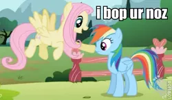 Size: 449x263 | Tagged: boop, derpibooru import, duo, edit, edited screencap, fluttershy, hub logo, image macro, may the best pet win, rainbow dash, safe, screencap