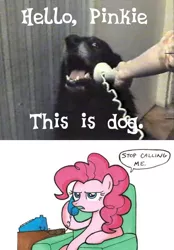 Size: 472x678 | Tagged: derpibooru import, dog, exploitable meme, irl dog, meme, phone, phone meme, pinkie pie, safe