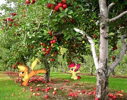 Size: 500x394 | Tagged: apple, apple bloom, applebucking, applejack, artist:theotherainbowdasher, derpibooru import, irl, photo, ponies in real life, safe