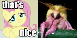 Size: 809x399 | Tagged: derpibooru import, fluttershy, image macro, moth, rosy maple moth, safe, shutterfly, that's nice