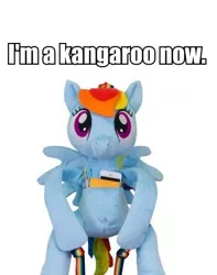 Size: 390x494 | Tagged: safe, derpibooru import, rainbow dash, kangaroo, backpack, photo, welovefine