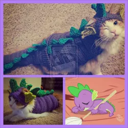 Size: 900x900 | Tagged: animal, artist:lillybearbutt, cat, cosplay, derpibooru import, irl, pet, photo, safe, spike, watermark