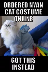 Size: 600x901 | Tagged: cat, cosplay, derpibooru import, image macro, irl, photo, rainbow cat, rainbow dash, safe