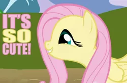 Size: 682x447 | Tagged: artist:ilovemyipod098, cute, derpibooru import, edit, fluttershy, image macro, safe