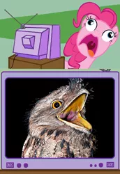 Size: 562x815 | Tagged: bird, derpibooru import, exploitable meme, faic, meme, pinkie frogmouth, pinkie pie, safe, tv meme