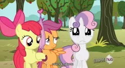 Size: 638x348 | Tagged: safe, derpibooru import, edited screencap, screencap, apple bloom, scootaloo, sweetie belle, one bad apple, apple tree, atlanta, caption, miami, tree, umbrella, youtube caption