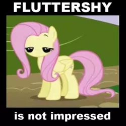 Size: 567x567 | Tagged: safe, derpibooru import, edit, edited screencap, screencap, fluttershy, pegasus, pony, female, image macro, mare, meme, solo, unimpressed