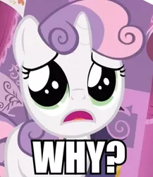 Size: 356x410 | Tagged: cute, derpibooru import, image macro, reaction image, sad, safe, sleepless in ponyville, sweetie belle, why