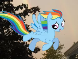 Size: 908x681 | Tagged: safe, artist:s-missile, derpibooru import, rainbow dash, pegasus, pony, flying, irl, open mouth, outdoors, photo, ponies in real life, smiling, solo, spread wings, vector, wings