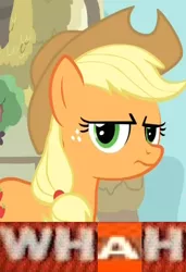 Size: 518x759 | Tagged: safe, derpibooru import, applejack, image macro, meme, solo, whah, why.jpg