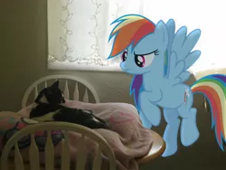 Size: 1400x1050 | Tagged: safe, derpibooru import, rainbow dash, cat, pony, blanket, irl, photo, ponies in real life, vector