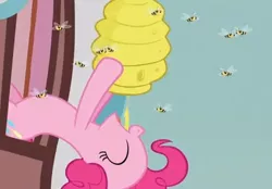 Size: 500x348 | Tagged: apple family reunion, bee, beehive, derpibooru import, honey, pinkie pie, safe, screencap