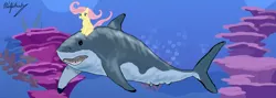 Size: 1920x683 | Tagged: dead source, safe, artist:gaz-works, derpibooru import, fluttershy, fish, great white shark, pegasus, pony, shark, female, holding breath, mare, ponies riding sharks, reef, riding, solo, underwater, watershy