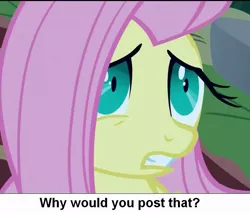 Size: 927x795 | Tagged: cropped, derpibooru import, fluttershy, image macro, meme, safe, screencap, solo, why would you post that