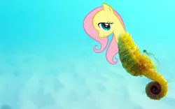 Size: 1666x1042 | Tagged: derpibooru import, fluttershy, ocean, safe, seahorse, sea pony, seapony fluttershy