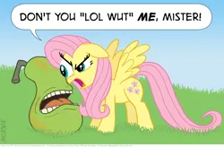 Size: 1190x779 | Tagged: safe, artist:kturtle, derpibooru import, fluttershy, pegasus, pony, artifact, biting pear of salamanca, dialogue, female, floppy ears, lolwut, mare, pear, spread wings, stare, wings