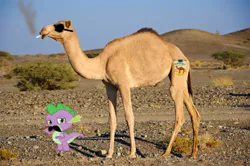 Size: 450x299 | Tagged: camel, derpibooru import, dragons in real life, dromedary, edit, irl, joe camel, photo, safe, smoking, spike