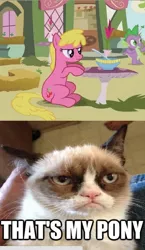 Size: 363x626 | Tagged: safe, derpibooru import, edit, edited screencap, screencap, cherry berry, spike, dragon, earth pony, pony, too many pinkie pies, cropped, female, grumpy cat, male, mare, meme, offscreen character, tard the grumpy cat, that's my x