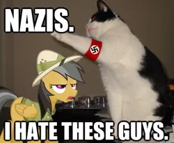 Size: 486x401 | Tagged: armband, caption, cat, daring do, heil, image macro, indiana jones, nazi, ponies in real life, quote, safe, salute, swastika