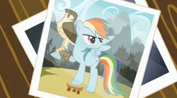 Size: 1280x713 | Tagged: safe, derpibooru import, screencap, rainbow dash, falcon, pegasus, pony, may the best pet win, falconry, peregrine falcon, photo, stool