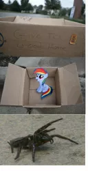 Size: 1361x2649 | Tagged: safe, derpibooru import, rainbow dash, spider, fanfic:my little dashie, dashie meme, exploitable meme, meme