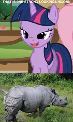 Size: 700x1168 | Tagged: safe, derpibooru import, edit, edited screencap, screencap, twilight sparkle, pony, rhinoceros, unicorn, bedroom eyes, female, image macro, mare, unicorn twilight