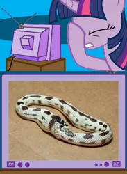 Size: 438x600 | Tagged: autocannibalism, cannibalism, derpibooru import, exploitable meme, facehoof, meme, ouroboros, safe, snake, tv meme, twilight sparkle