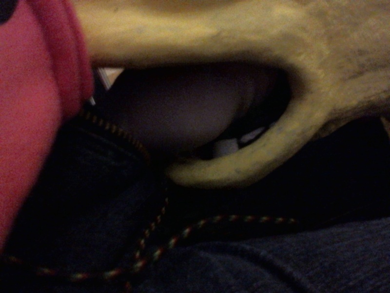 Size: 1280x960 | Tagged: blowjob, derpibooru import, dragon dildo, fluttershy, hoers mask, oral, questionable, sex, why sid why