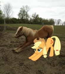 Size: 844x958 | Tagged: applejack, cute, derpibooru import, edit, exploitable meme, horse, horse-pony interaction, horses doing horse things, irl, irl horse, iwtcird, meme, photo, ponies in real life, real pony, safe, scrunchy face, stretching