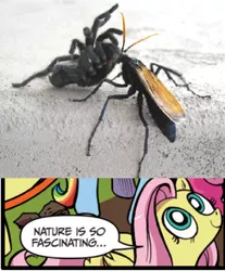 Size: 391x473 | Tagged: derpibooru import, exploitable meme, fluttershy, idw, meme, nature is so fascinating, safe, tarantula, tarantula hawk, wasp