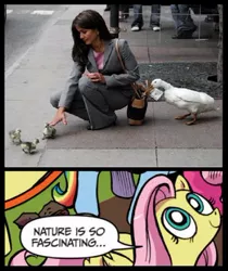 Size: 398x473 | Tagged: derpibooru import, duck, duckling, exploitable meme, fluttershy, human, meme, money, nature is so fascinating, safe, stealing