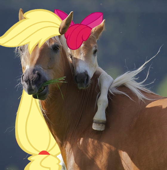 Size: 560x569 | Tagged: adorabloom, adorawat, apple bloom, applejack, cute, derpibooru import, eating, edit, grass, hoers, horse, irl, irl horse, looking at you, photo, ponibooru import, safe, wat