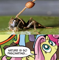 Size: 585x600 | Tagged: ant, cordyceps, derpibooru import, exploitable meme, fluttershy, fungus, meme, mind control, nature is so fascinating, no seriously that ant is now a zombie ant, ophiocordyceps unilateralis, safe, zombie