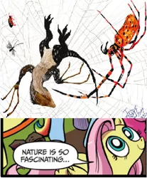 Size: 391x473 | Tagged: artist:hodarinundu, derpibooru import, dinosaur, exploitable meme, fluttershy, idw, meme, nature is so fascinating, safe, spider