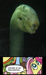 Size: 444x720 | Tagged: comic, creepy, derpibooru import, eel, exploitable meme, fluttershy, idw, meme, moray eel, nature is so fascinating, safe